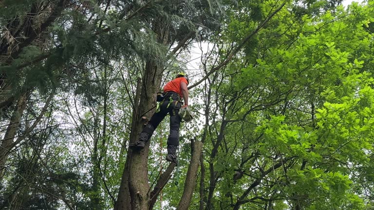 Reliable Hampshire, IL Tree Care Services Solutions